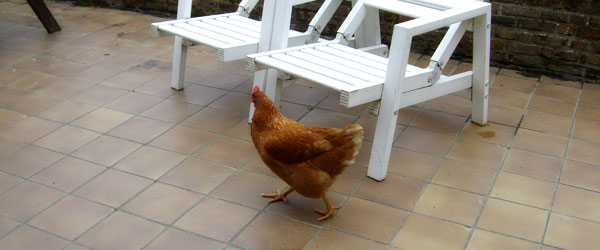A chicken on the terrace